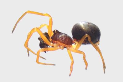 <i>Crustulina sticta</i>