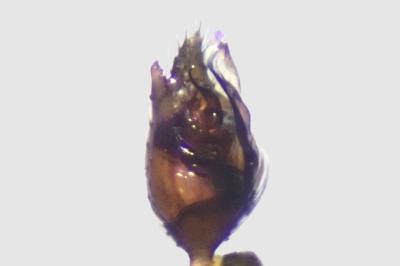 <i>Crustulina sticta</i>