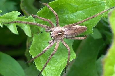 <i>Pisaura mirabilis</i>