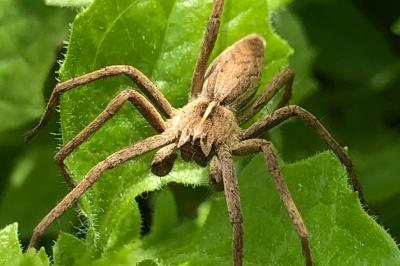<i>Pisaura mirabilis</i>