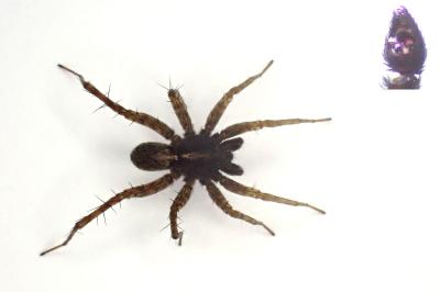 <i>Pardosa hortensis</i>