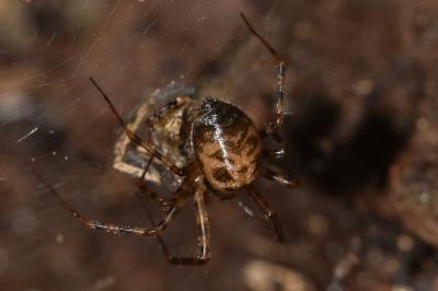 <i>Labulla thoracica</i>
