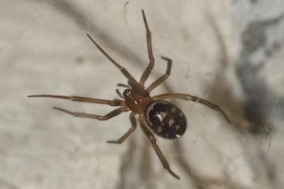 <i>Steatoda grossa</i>
