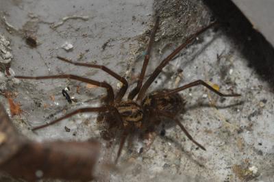 <i>Eratigena</i>