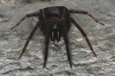 <i>Segestria florentina</i>