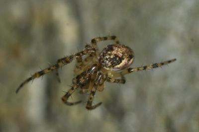 <i>Metellina merianae</i>