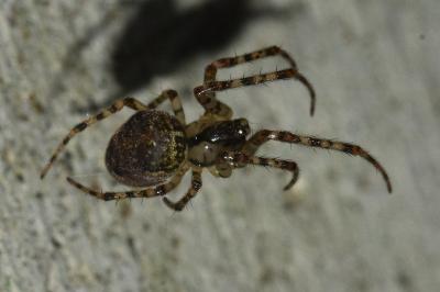 <i>Metellina merianae</i>