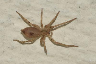 <i>Anyphaena accentuata</i>