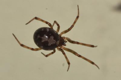 <i>Steatoda triangulosa</i>