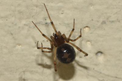 <i>Steatoda triangulosa</i>