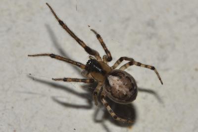 <i>Zygiella x-notata</i>