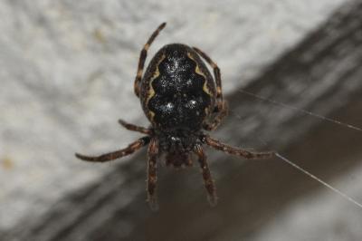<i>Nuctenea umbratica</i>