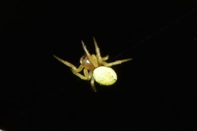 <i>Araniella</i>