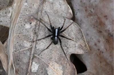 <i>Pardosa</i>
