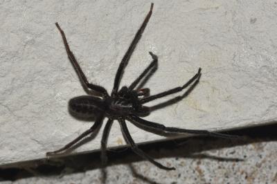 <i>Segestria florentina</i>