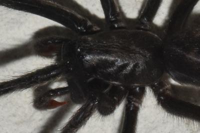 <i>Segestria florentina</i>
