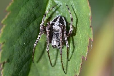 <i>Agalenatea redii</i>