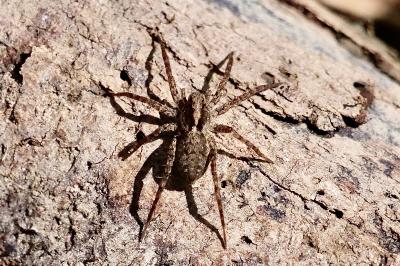 <i>Pardosa</i>