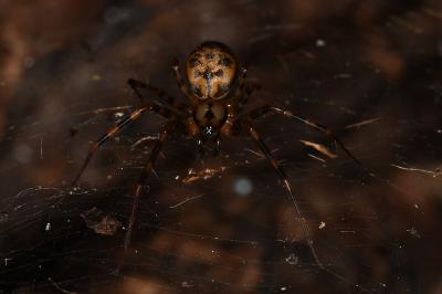 <i>Labulla thoracica</i>