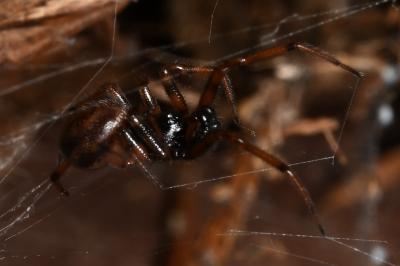 <i>Labulla thoracica</i>