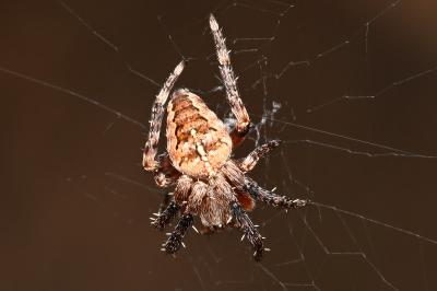 <i>Araneus diadematus</i>