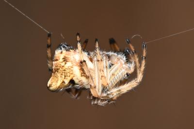 <i>Cyclosa conica</i>