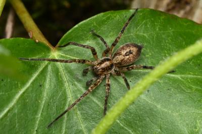 <i>Anyphaena accentuata</i>