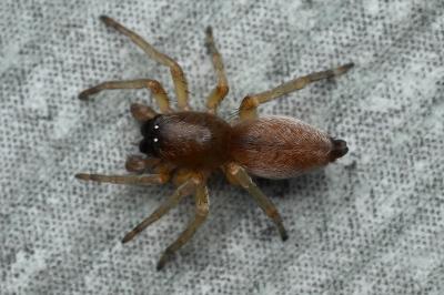 <i>Clubiona</i>