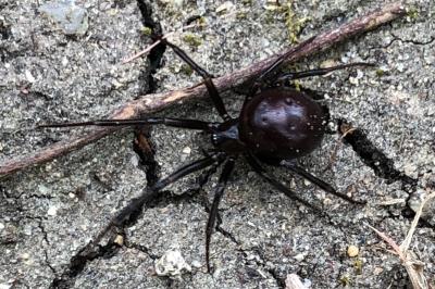 <i>Steatoda grossa</i>