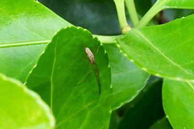 <i>Tetragnatha</i>