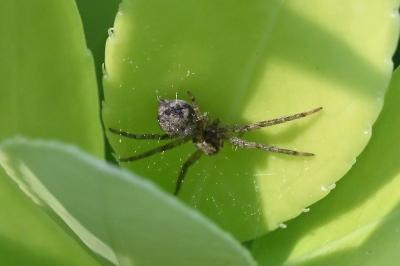 <i>Philodromus</i>