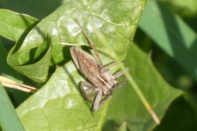 <i>Pisaura mirabilis</i>