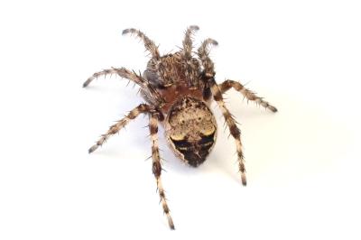 <i>Larinioides patagiatus</i>