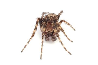 <i>Larinioides patagiatus</i>