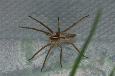 <i>Pisaura mirabilis</i>