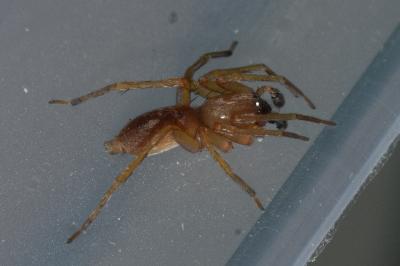 <i>Clubiona</i>