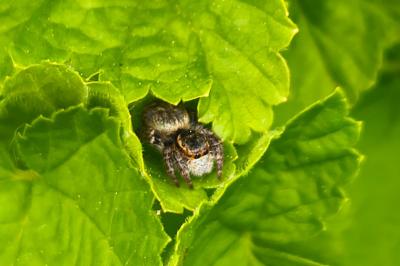 <i>Carrhotus xanthogramma</i>