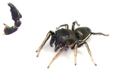 <i>Heliophanus cupreus</i>