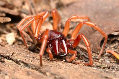 <i>Dysdera crocata</i>