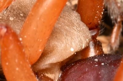 <i>Dysdera crocata</i>