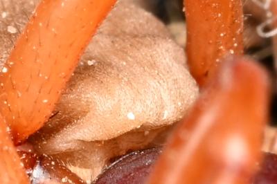 <i>Dysdera crocata</i>