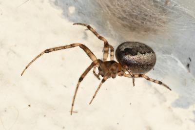 <i>Zygiella x-notata</i>