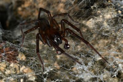 <i>Amaurobius ferox</i>
