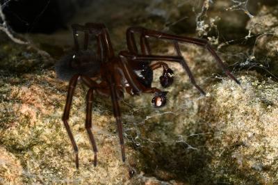 <i>Amaurobius ferox</i>