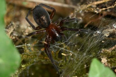 <i>Amaurobius ferox</i>