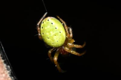 <i>Araniella</i>