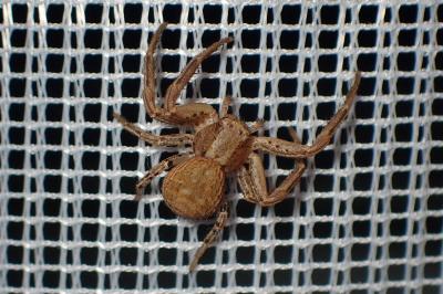 <i>Xysticus</i>