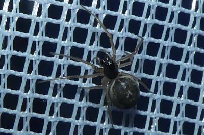 <i>Pachygnatha</i>