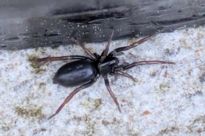 <i>Trachyzelotes pedestris</i>