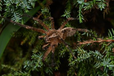 <i>Zoropsis spinimana</i>